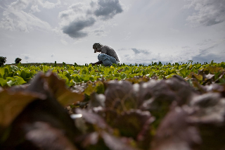 Vandali all’Orto della Solidarietà di Senigallia, distrutte coltivazioni e attrezzi