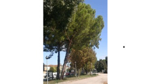 Jesi, abbattimento dei pini pericolanti in piazza Bramante