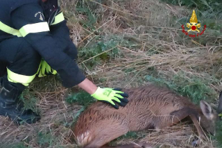 Rosora: capriolo salvato dai pompieri da un canale di irrigazione
