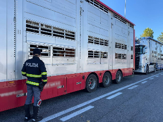 Ancona: maxi-sanzioni per il trasporto internazionale di bovini irregolare